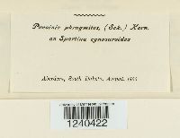 Puccinia phragmitis image