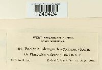 Puccinia phragmitis image