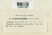 Puccinia phragmitis image