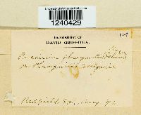 Puccinia phragmitis image