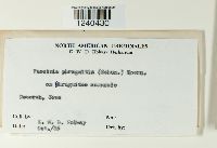 Puccinia phragmitis image