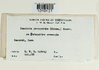 Puccinia phragmitis image