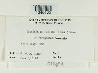 Puccinia phragmitis image