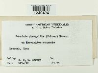 Puccinia phragmitis image