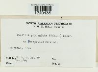 Puccinia phragmitis image