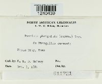 Puccinia phragmitis image