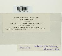 Puccinia phragmitis image