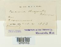 Puccinia phragmitis image