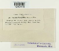 Puccinia phragmitis image