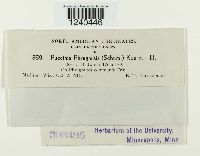 Puccinia phragmitis image