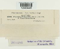 Puccinia phragmitis image