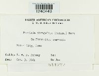 Puccinia phragmitis image