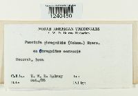 Puccinia phragmitis image