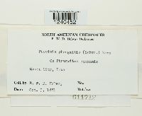 Puccinia phragmitis image