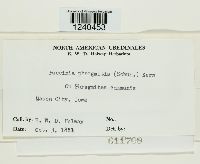 Puccinia phragmitis image