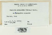 Puccinia phragmitis image