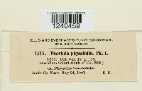 Puccinia physalidis image