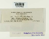 Puccinia physalidis image