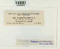 Puccinia physalidis image