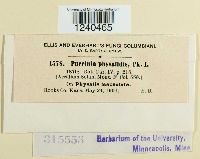 Puccinia physalidis image