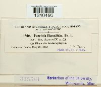 Puccinia physalidis image