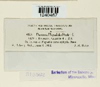 Puccinia physalidis image