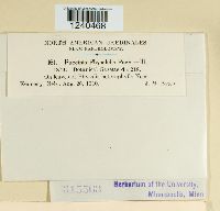 Puccinia physalidis image