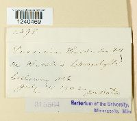 Puccinia physalidis image