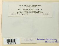 Puccinia physalidis image