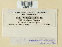 Puccinia physalidis image