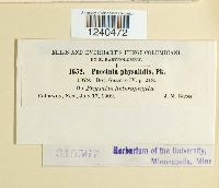 Puccinia physalidis image