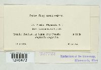 Puccinia physalidis image