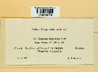 Puccinia physalidis image