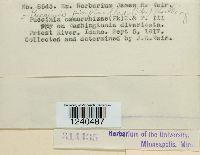 Puccinia pimpinellae image