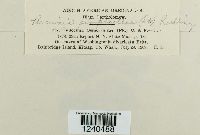 Puccinia pimpinellae image