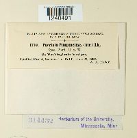 Puccinia pimpinellae image