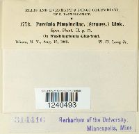 Puccinia pimpinellae image