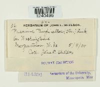 Puccinia pimpinellae image