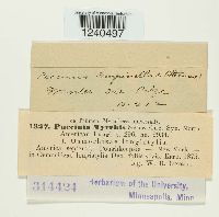 Puccinia pimpinellae image