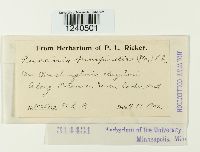 Puccinia pimpinellae image