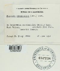 Puccinia pimpinellae image