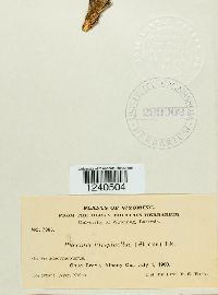 Puccinia pimpinellae image