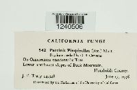 Puccinia pimpinellae image