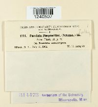 Puccinia pimpinellae image