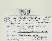 Puccinia pimpinellae image