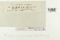 Puccinia pimpinellae image