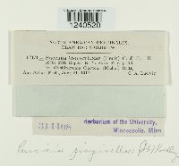 Puccinia pimpinellae image