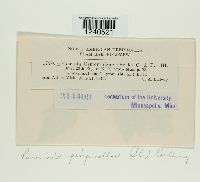 Puccinia pimpinellae image