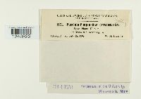 Puccinia pimpinellae image