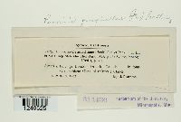 Puccinia pimpinellae image